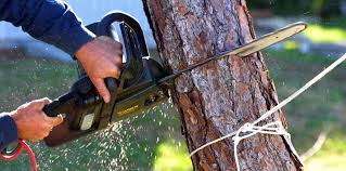 How Our Tree Care Process Works  in Hoquiam, WA